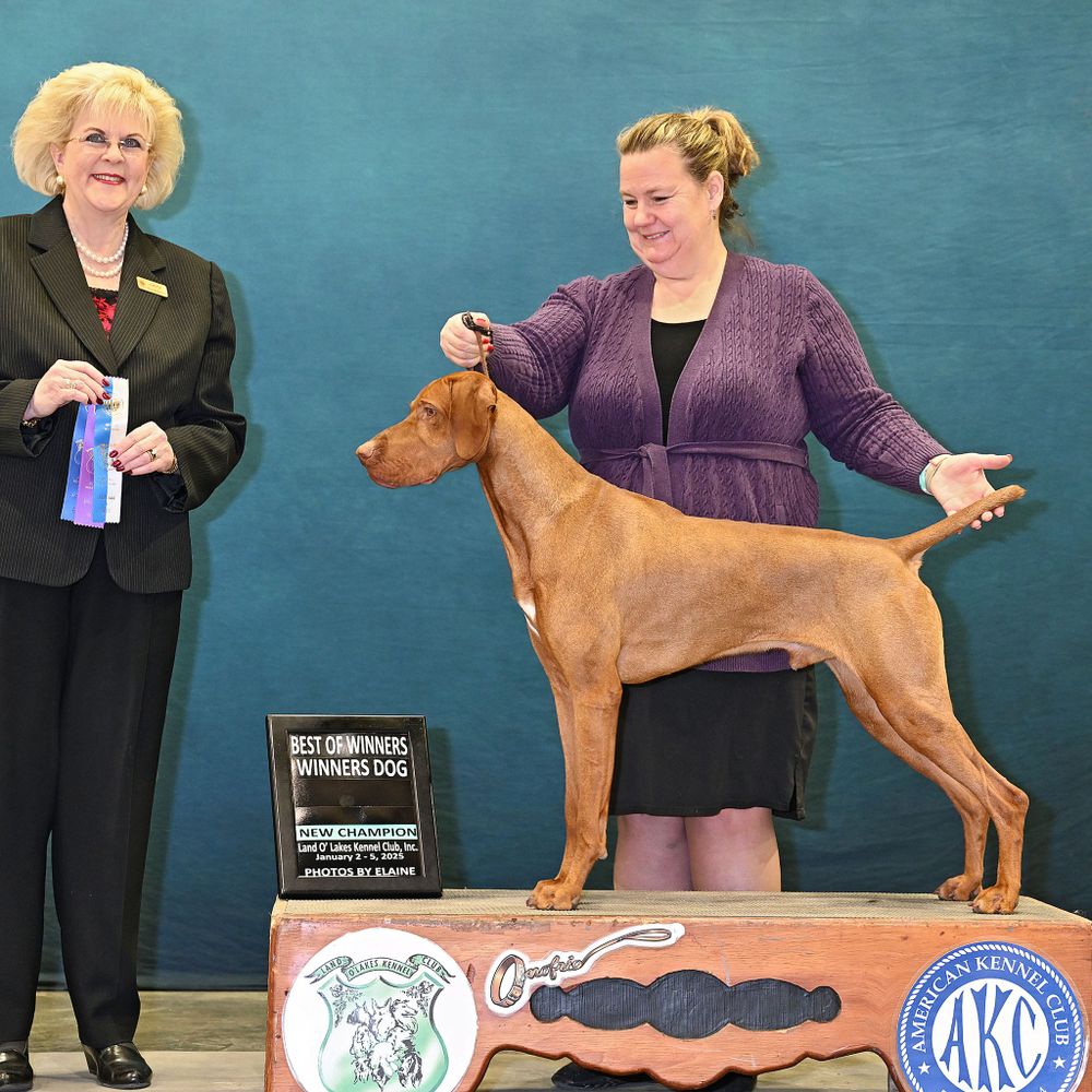 Jill Hoffbeck (Cruiser's Vizslas)