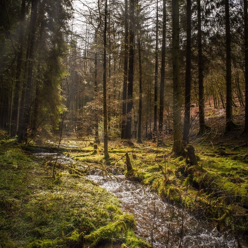 🌱🌲🌳
