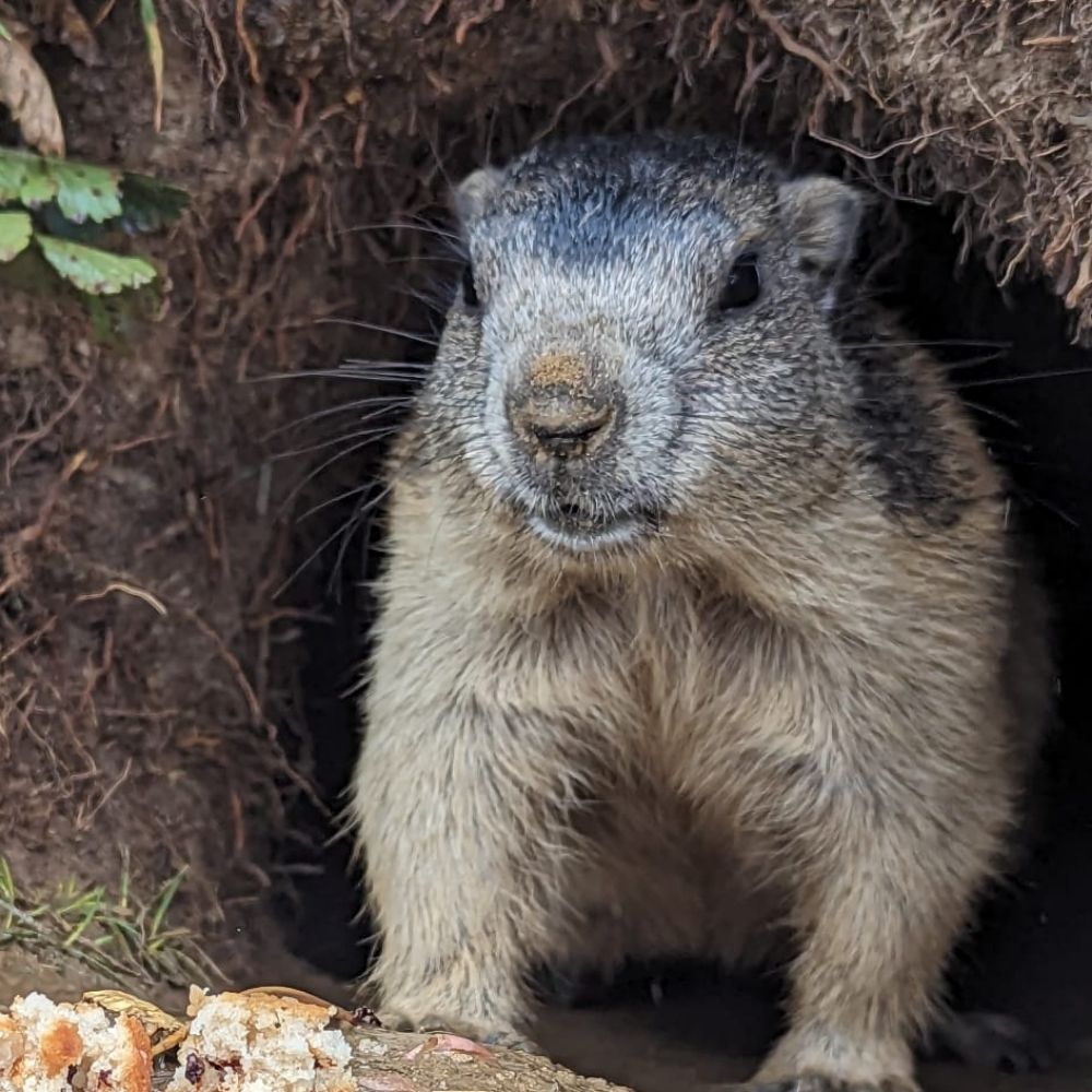 Dave, a marmot