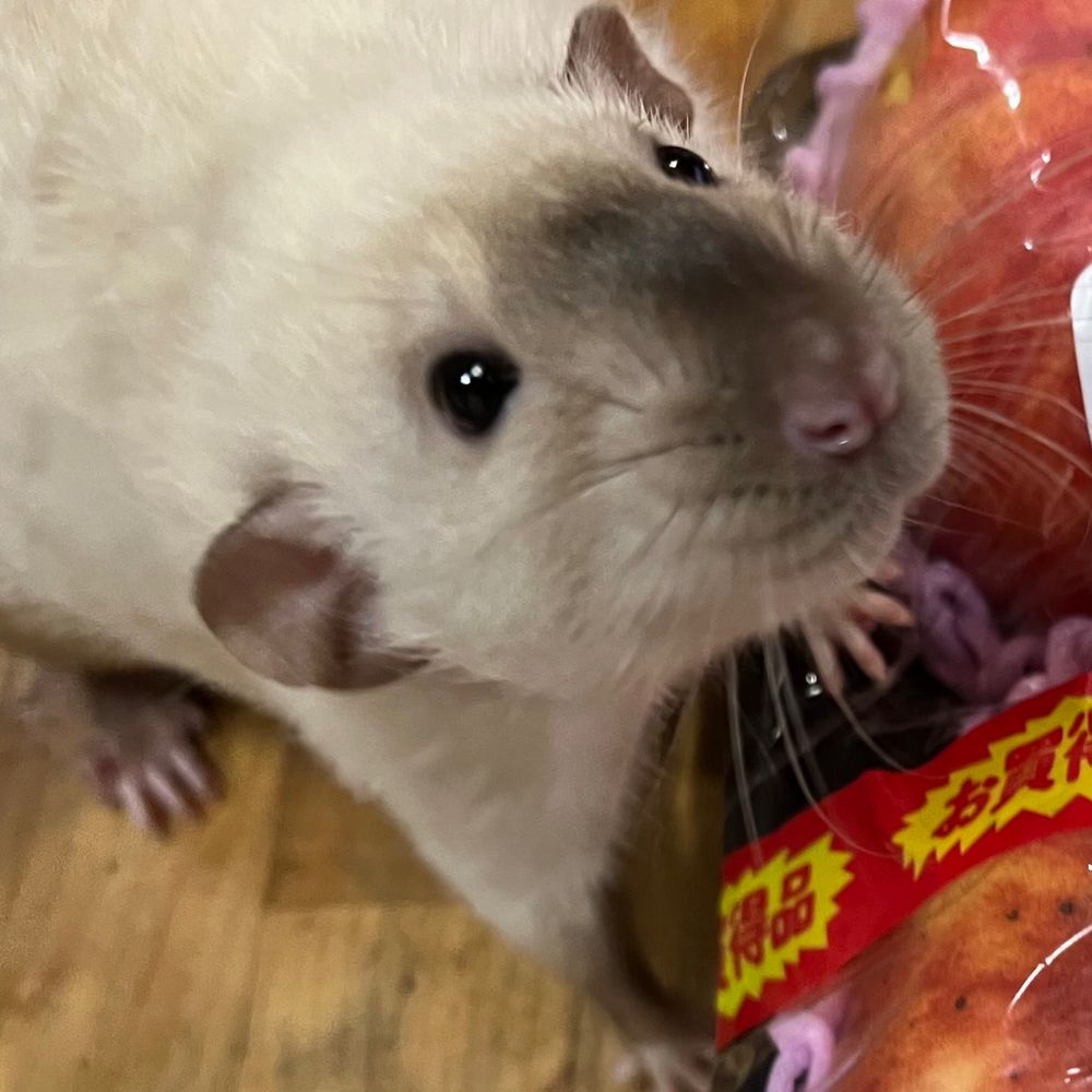 マツリ