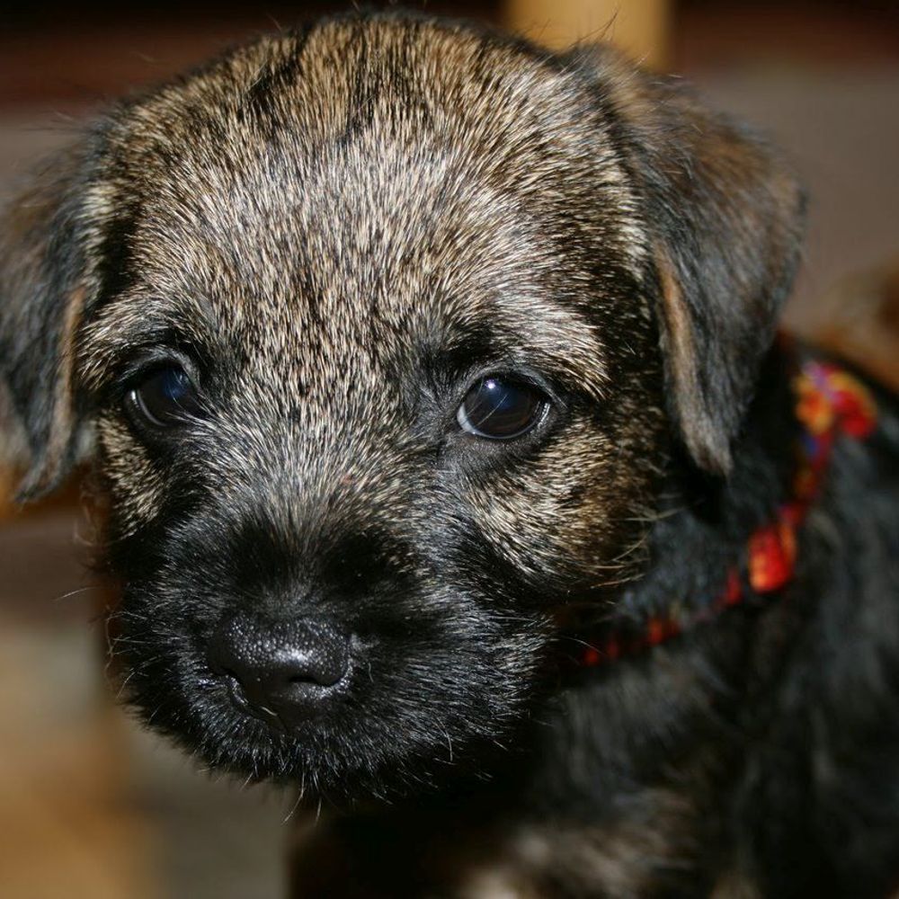 Border Terrier Finn 🌈 2009-2024