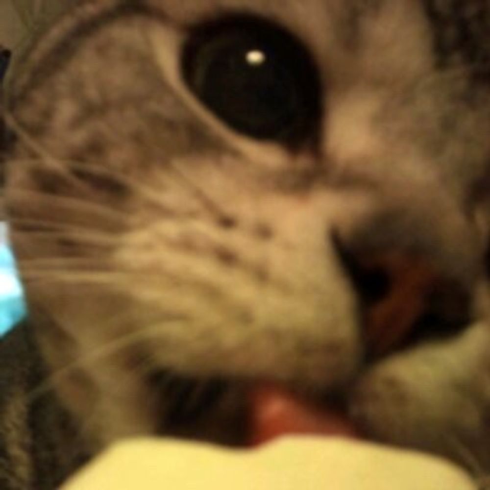 にゃこ
