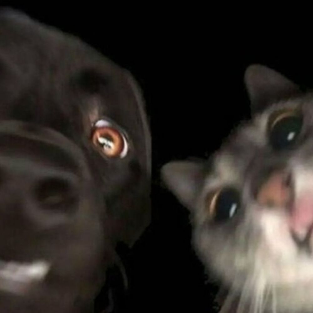 catbyte.bsky.social profile picture