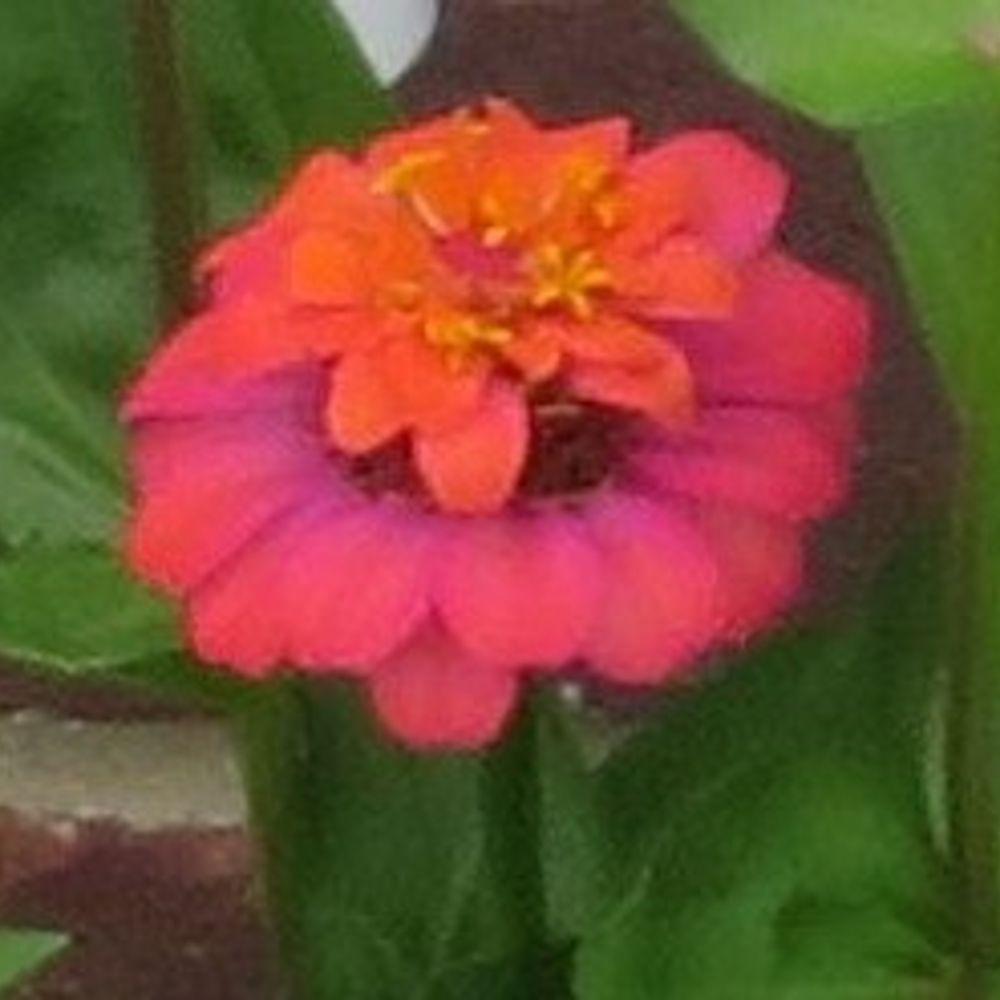 zenzinnia.bsky.social profile picture