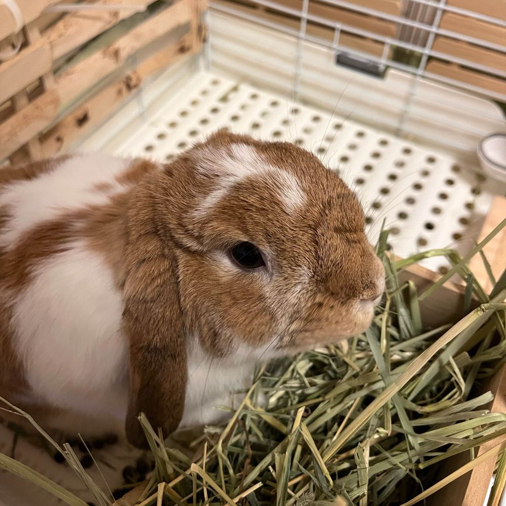 はまつん