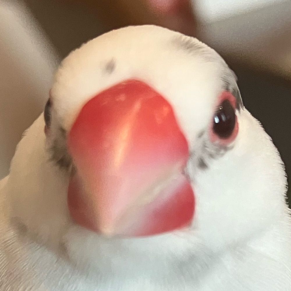 moke🕊️