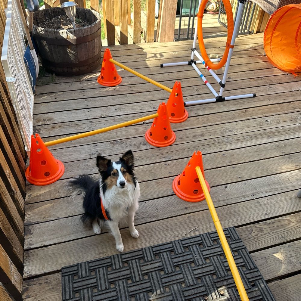 Dahl Dog Training CPDT-KA