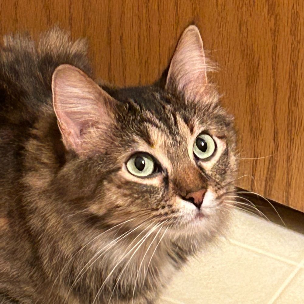 NekoAndromeda