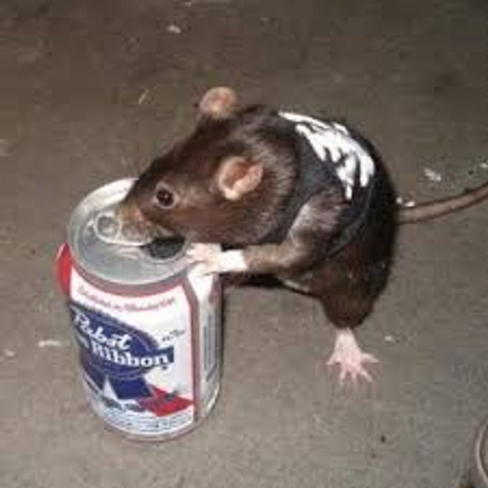 wrong-raccoon.bsky.social profile picture