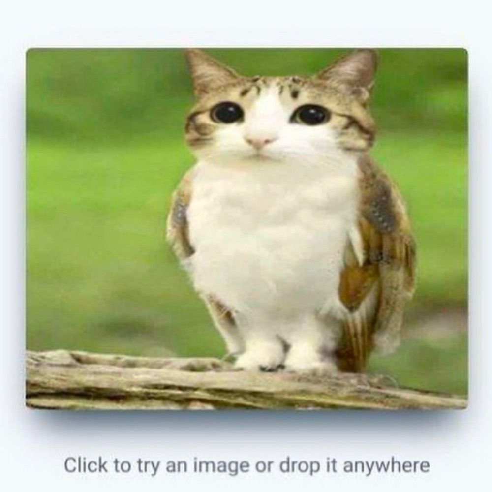 Bird Man