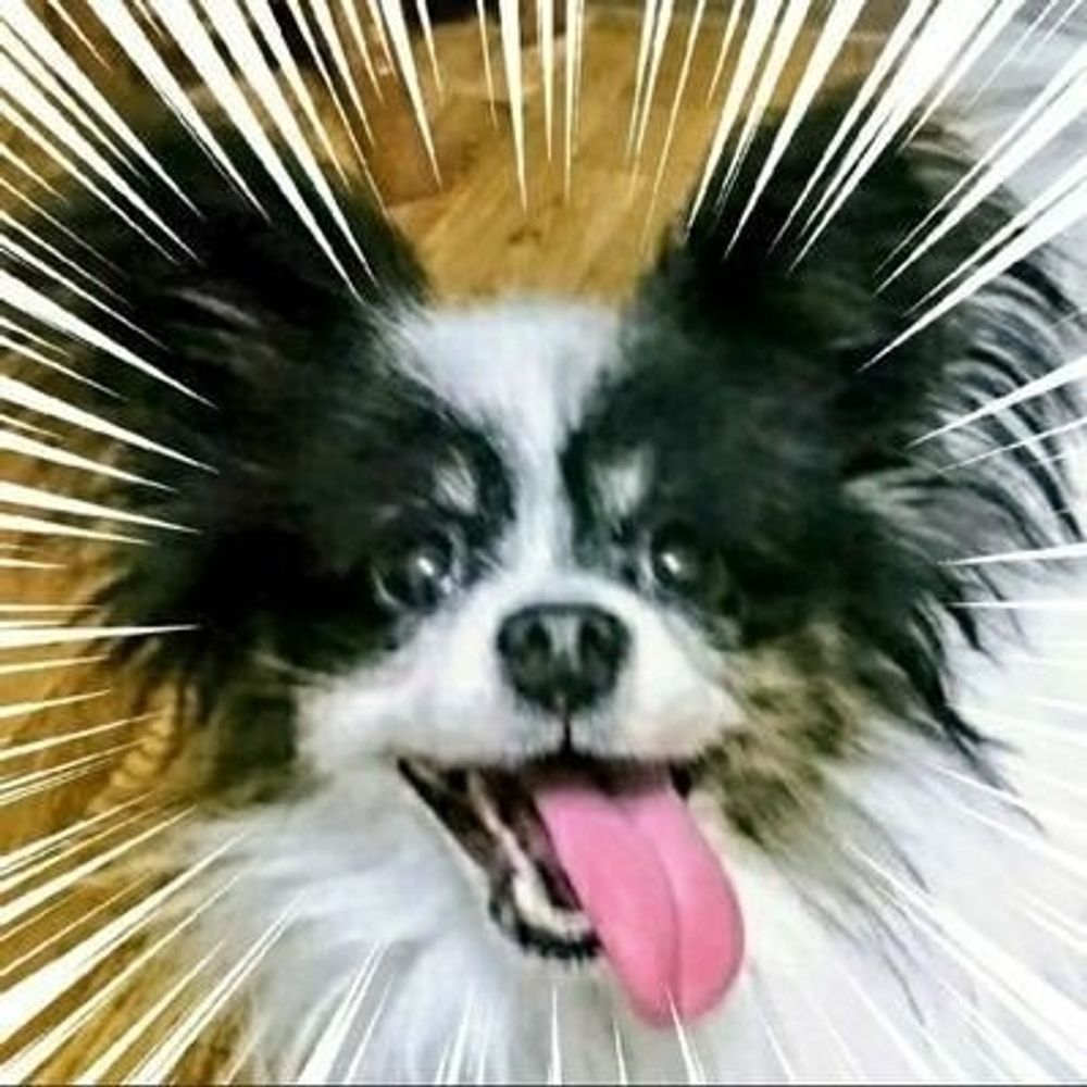 あったけぇイヌ