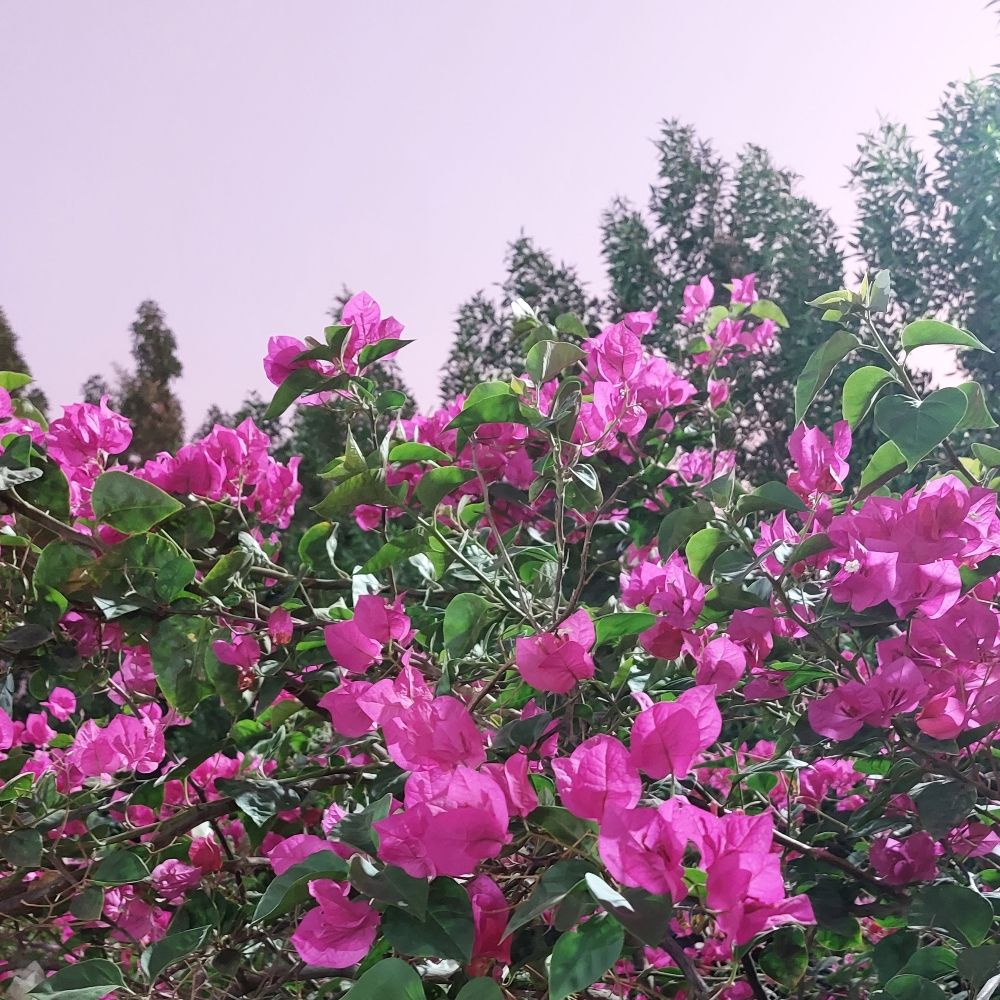 🍃