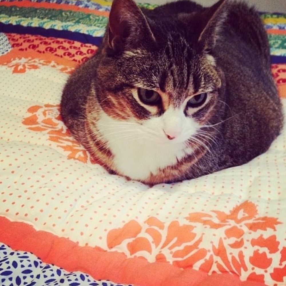 Kater
