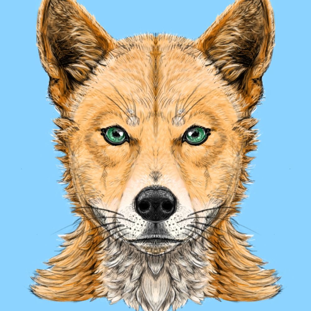 Dingo William