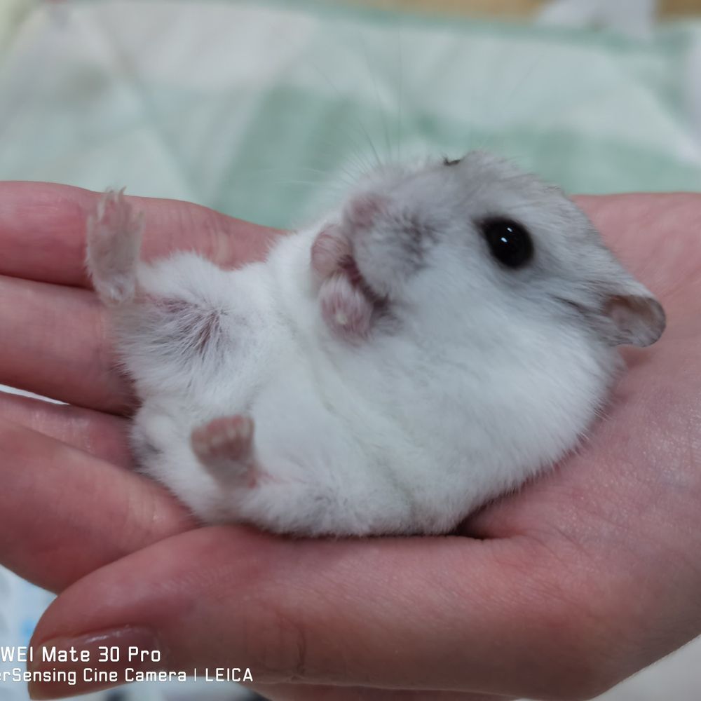 やじゅう