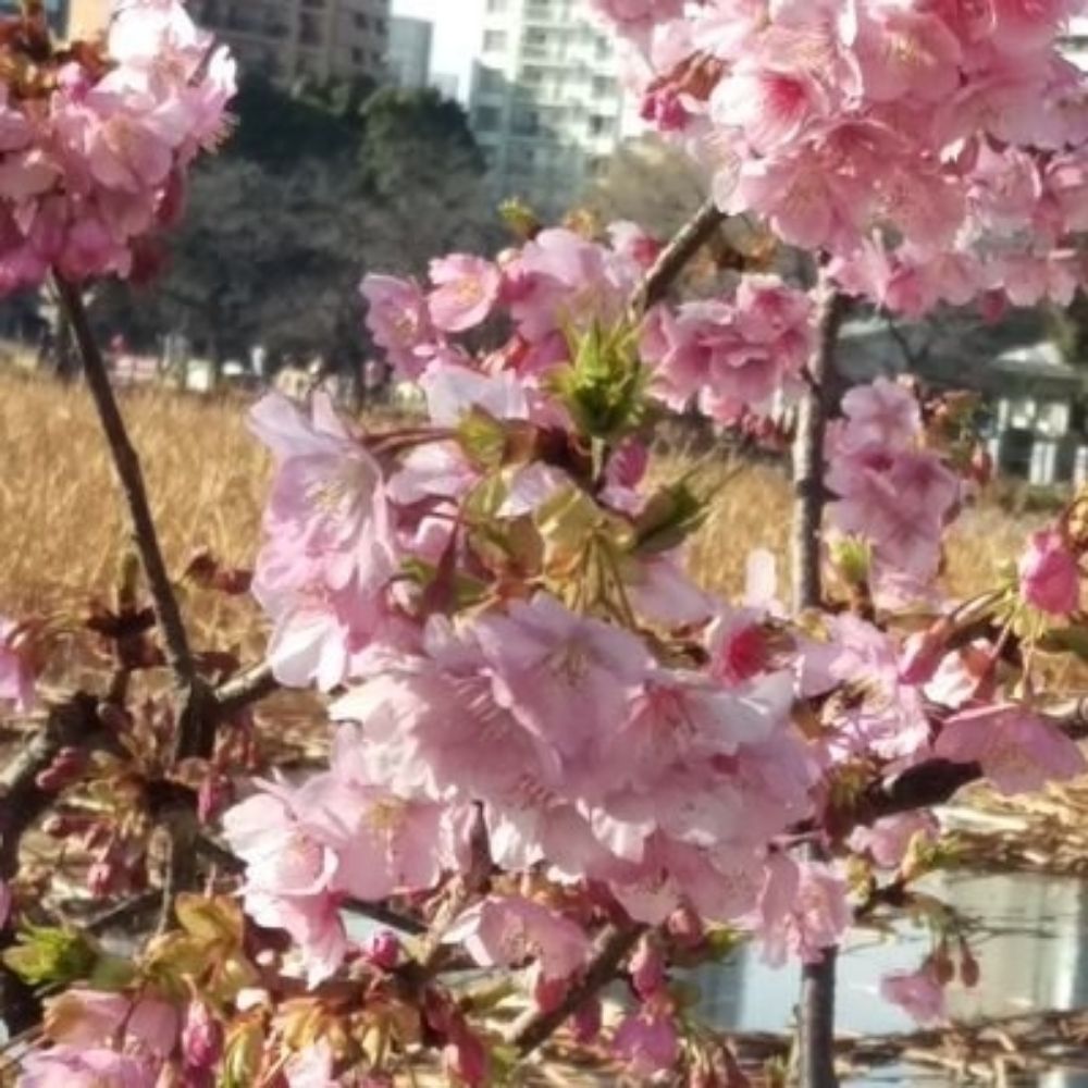 夜桜