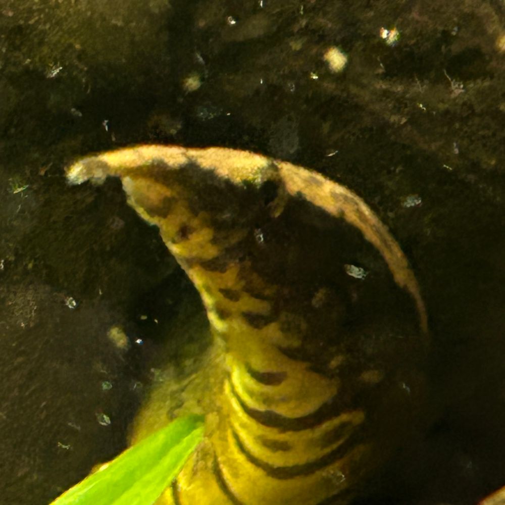 Eel dad