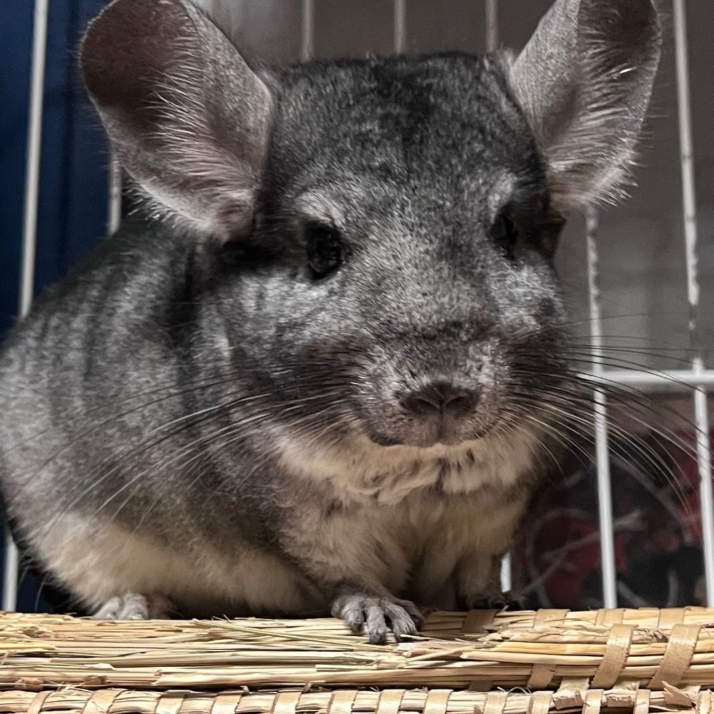 ゃぎ
