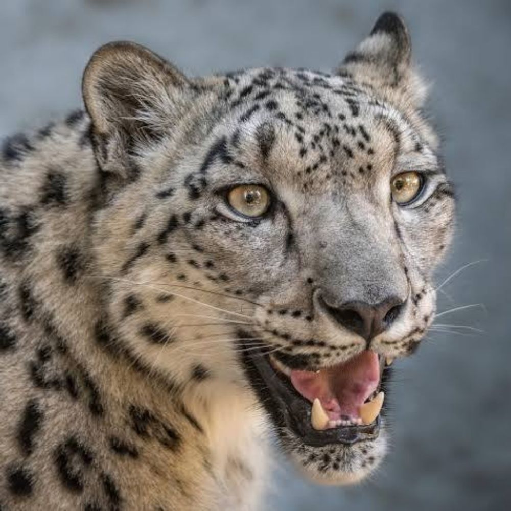 OnlySneps