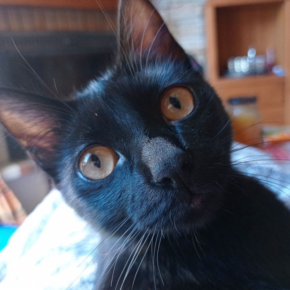 Estela