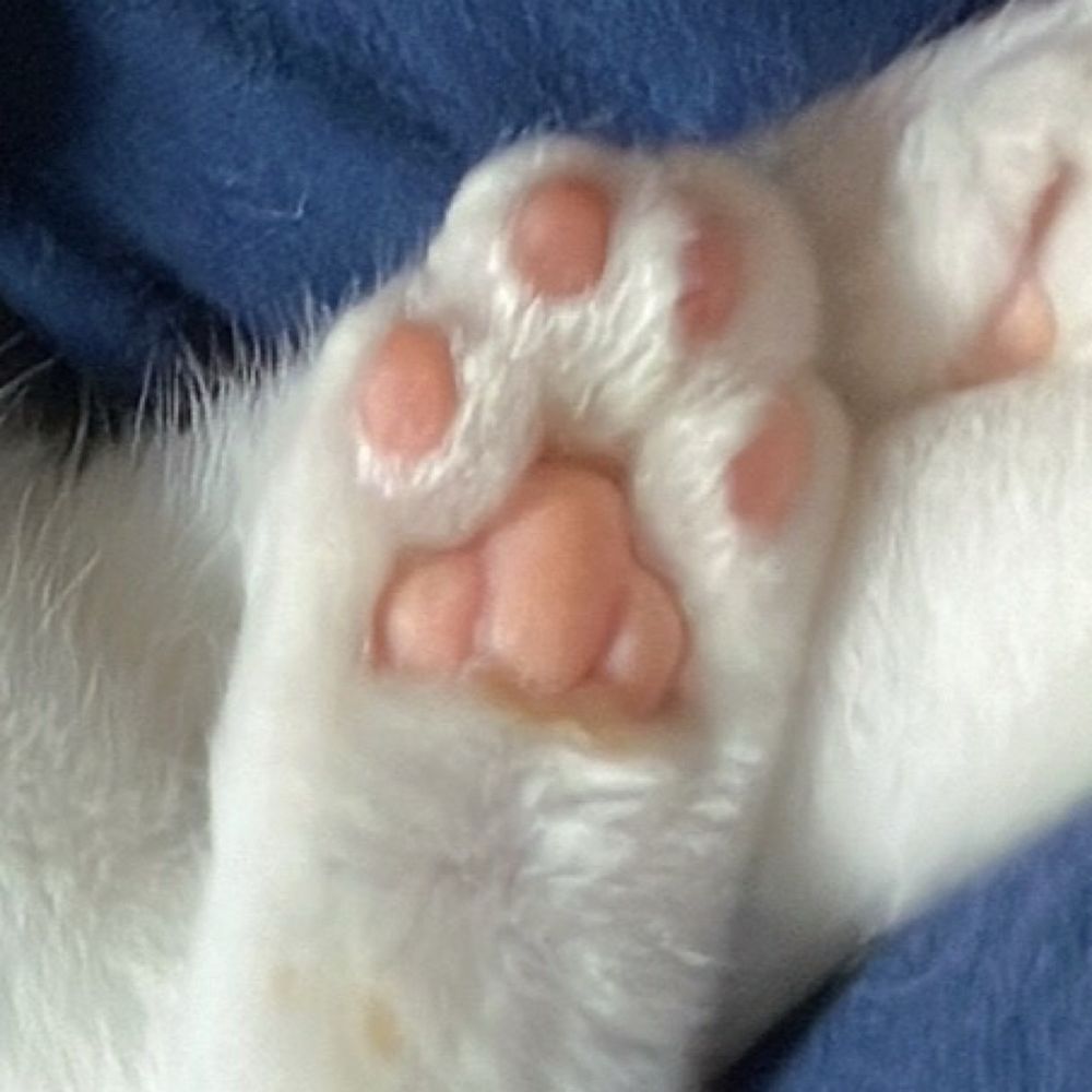 おもち