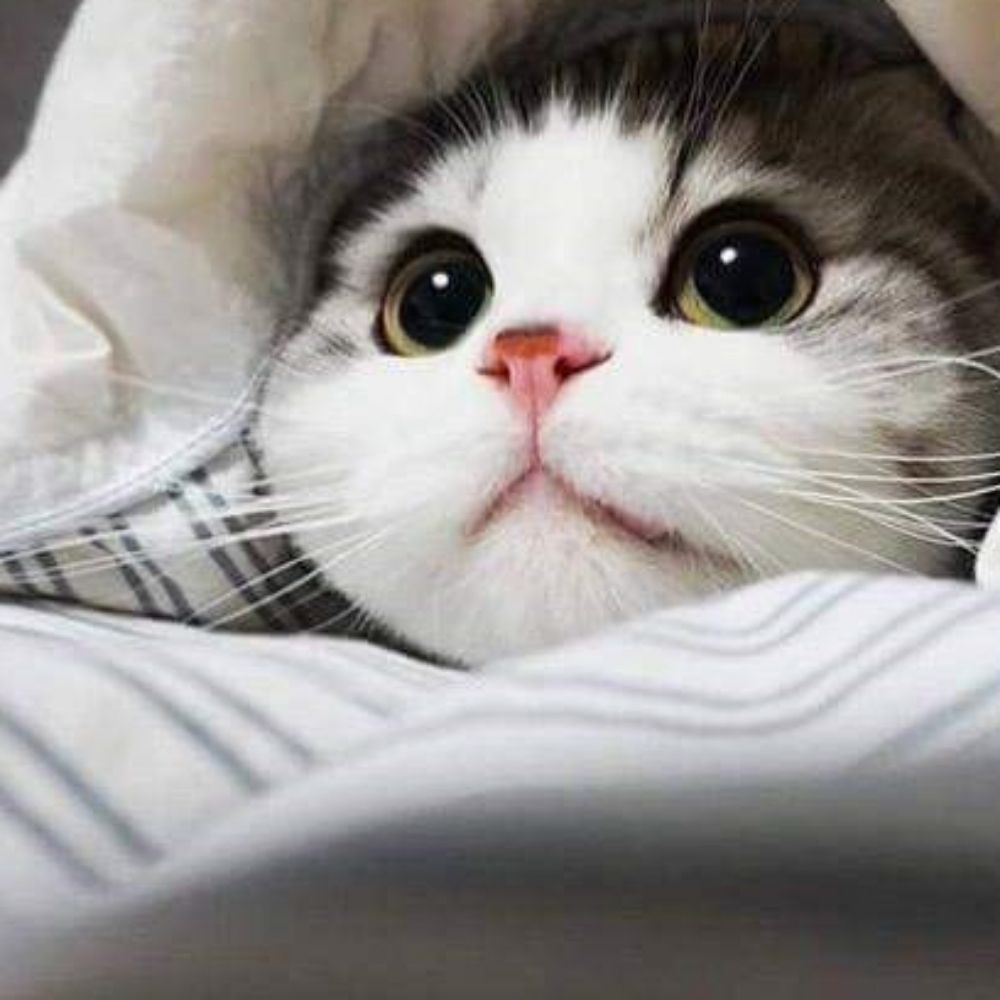 냥이
