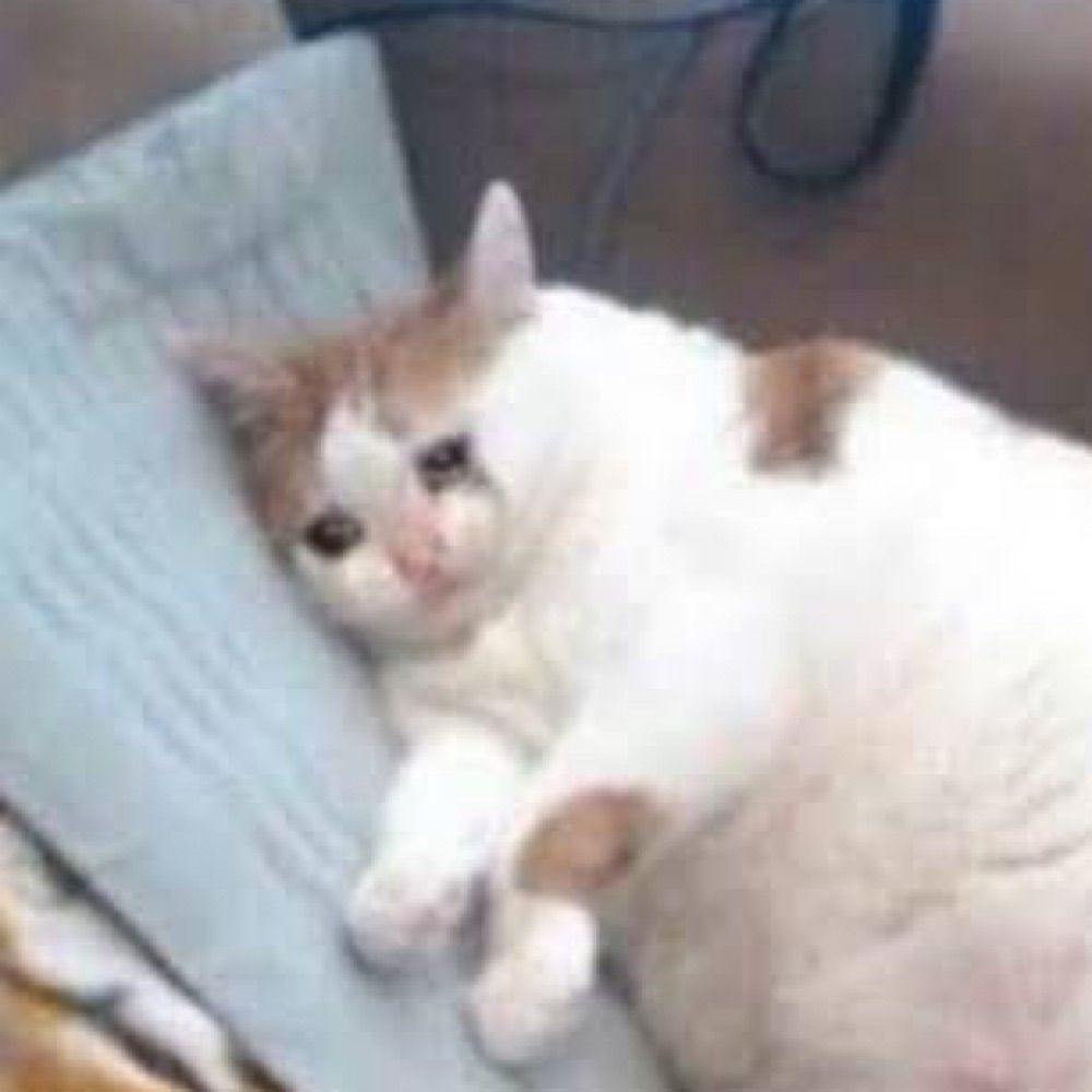 Gatinho triste 