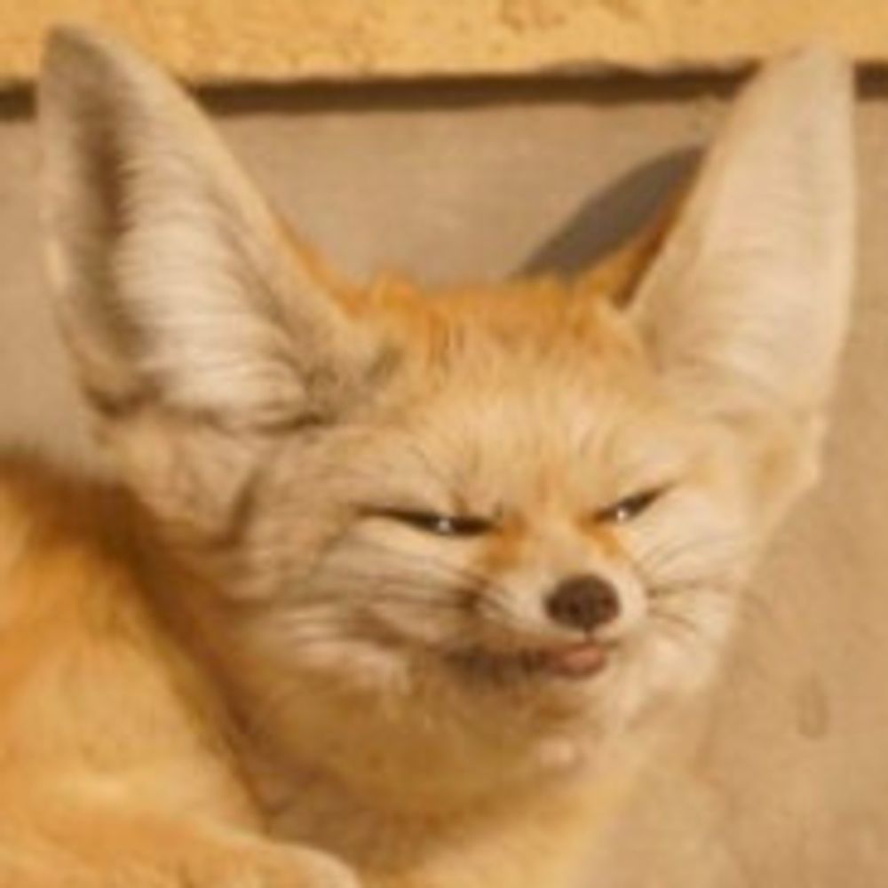 Foxo 🔞