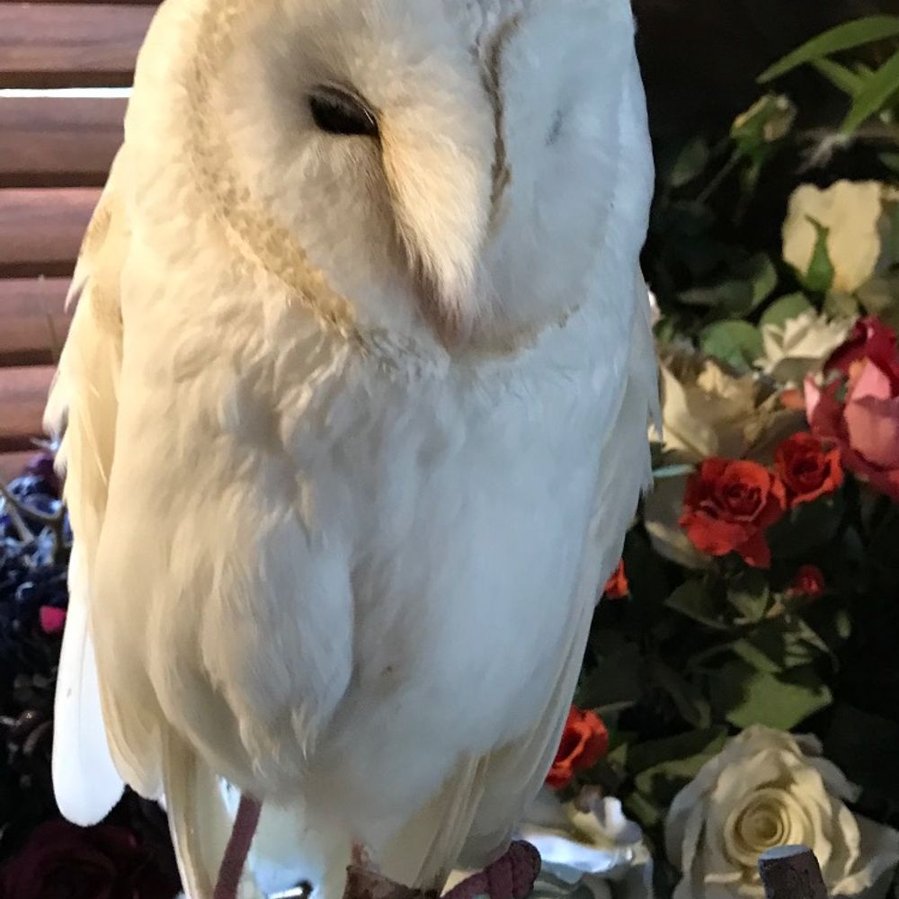 華