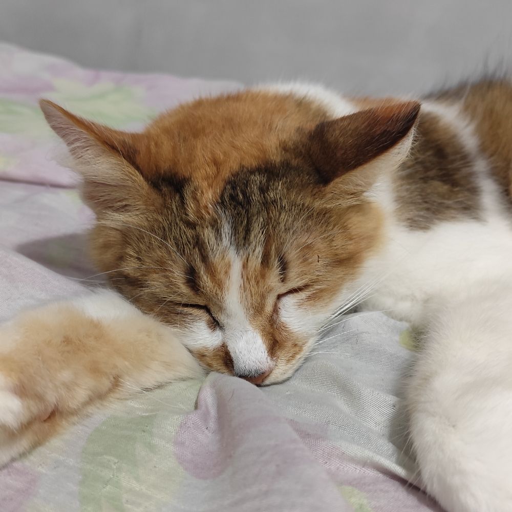 Gato cansado