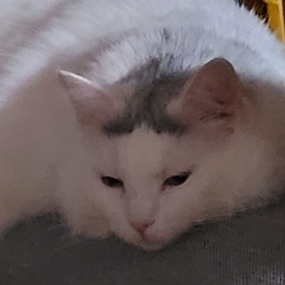 Lady