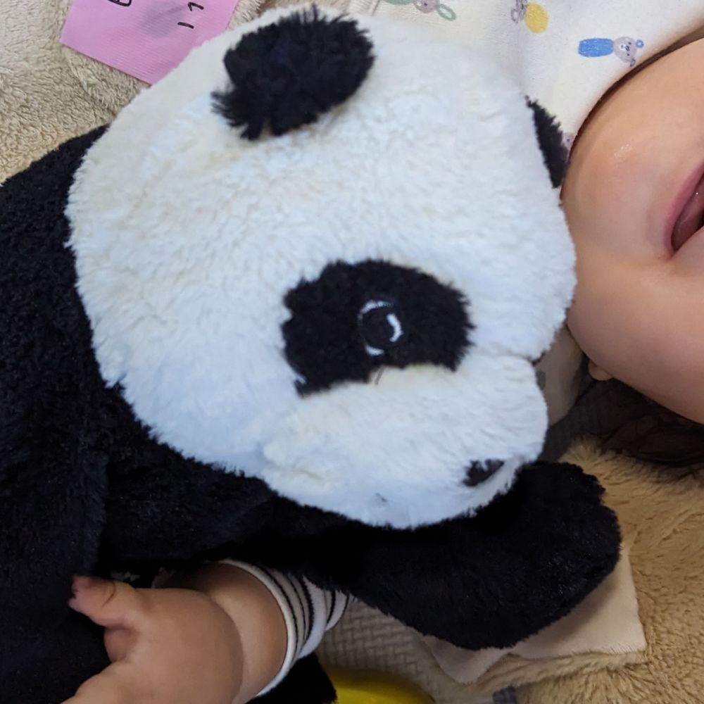 パンダ🐼1y6m🦖+27w🦖🥚