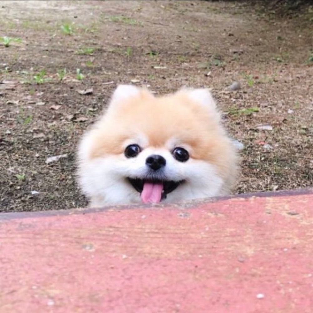 영감이 귀엽다