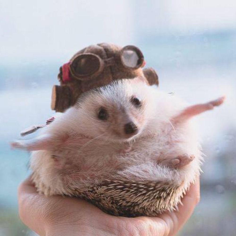 The Skeptical Hedgehog