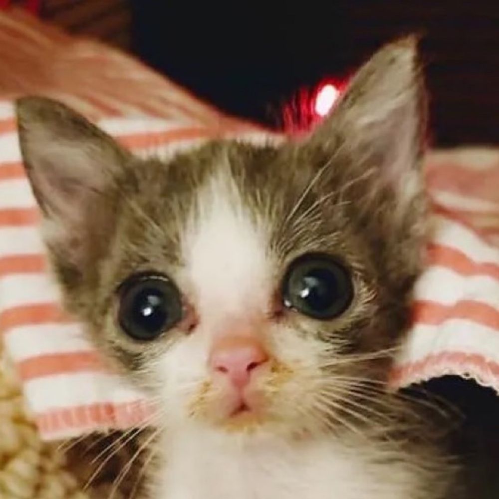 fluffypoofa 