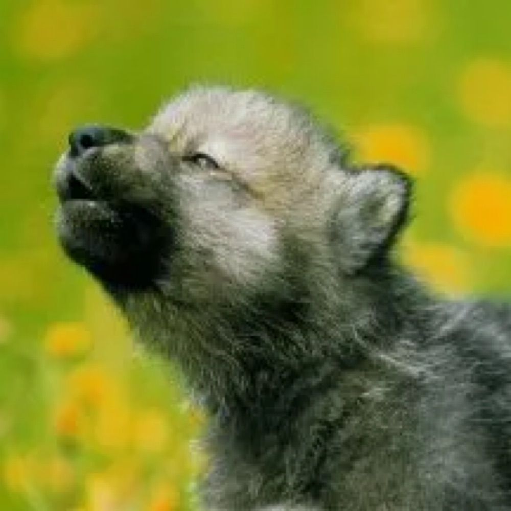 Wolf