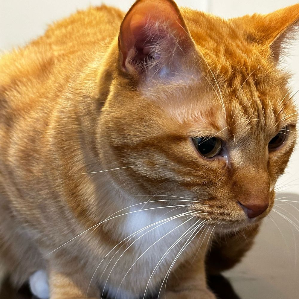 猫祭