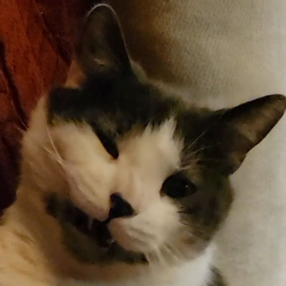 snorv
