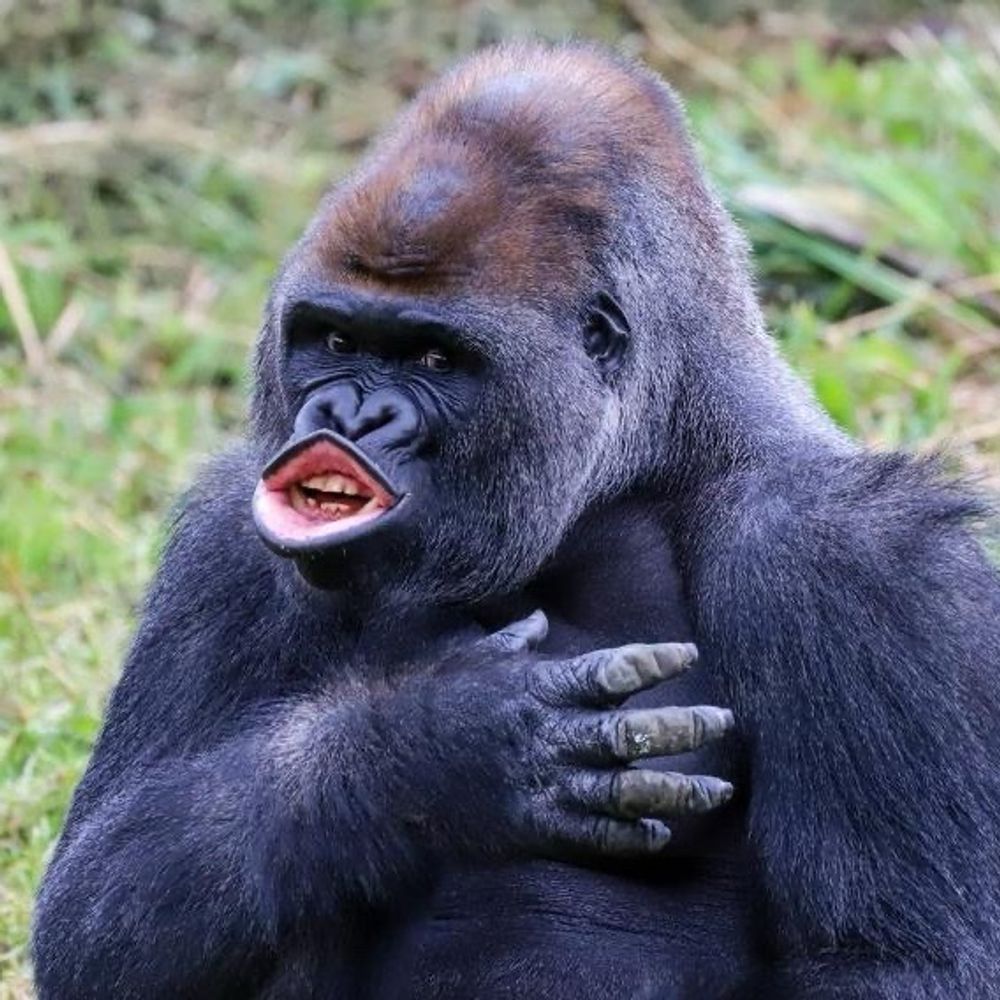 ふじぴ🦍