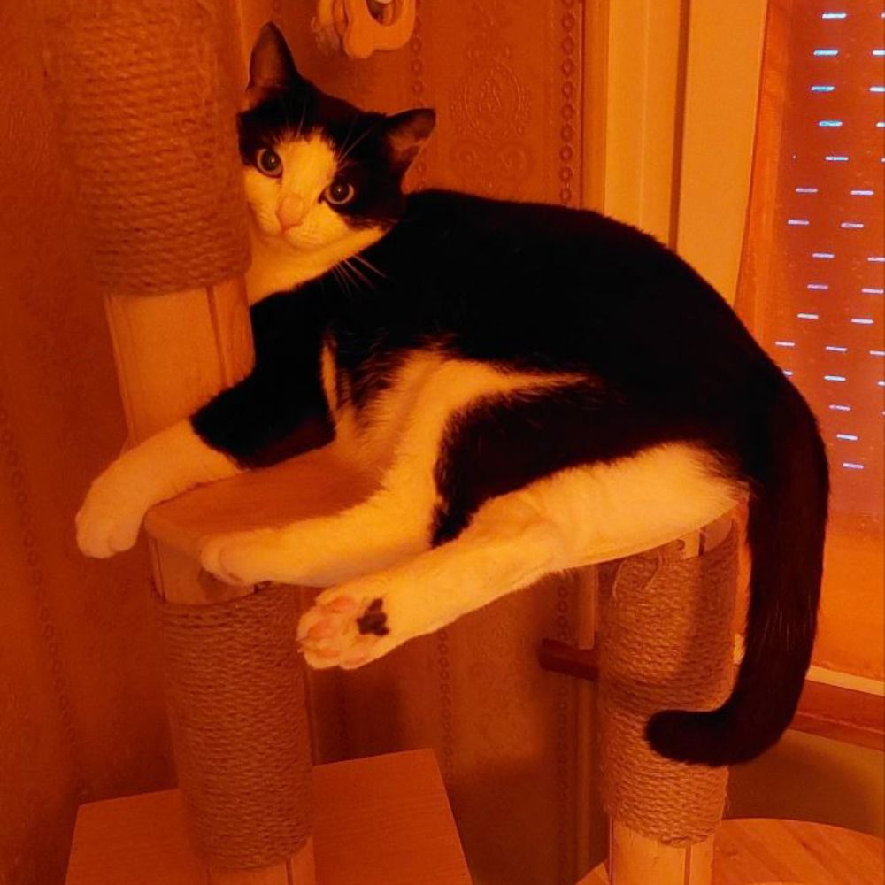 Spency et les chats de l'au-delà 🐾😸🖥️🍾🥂