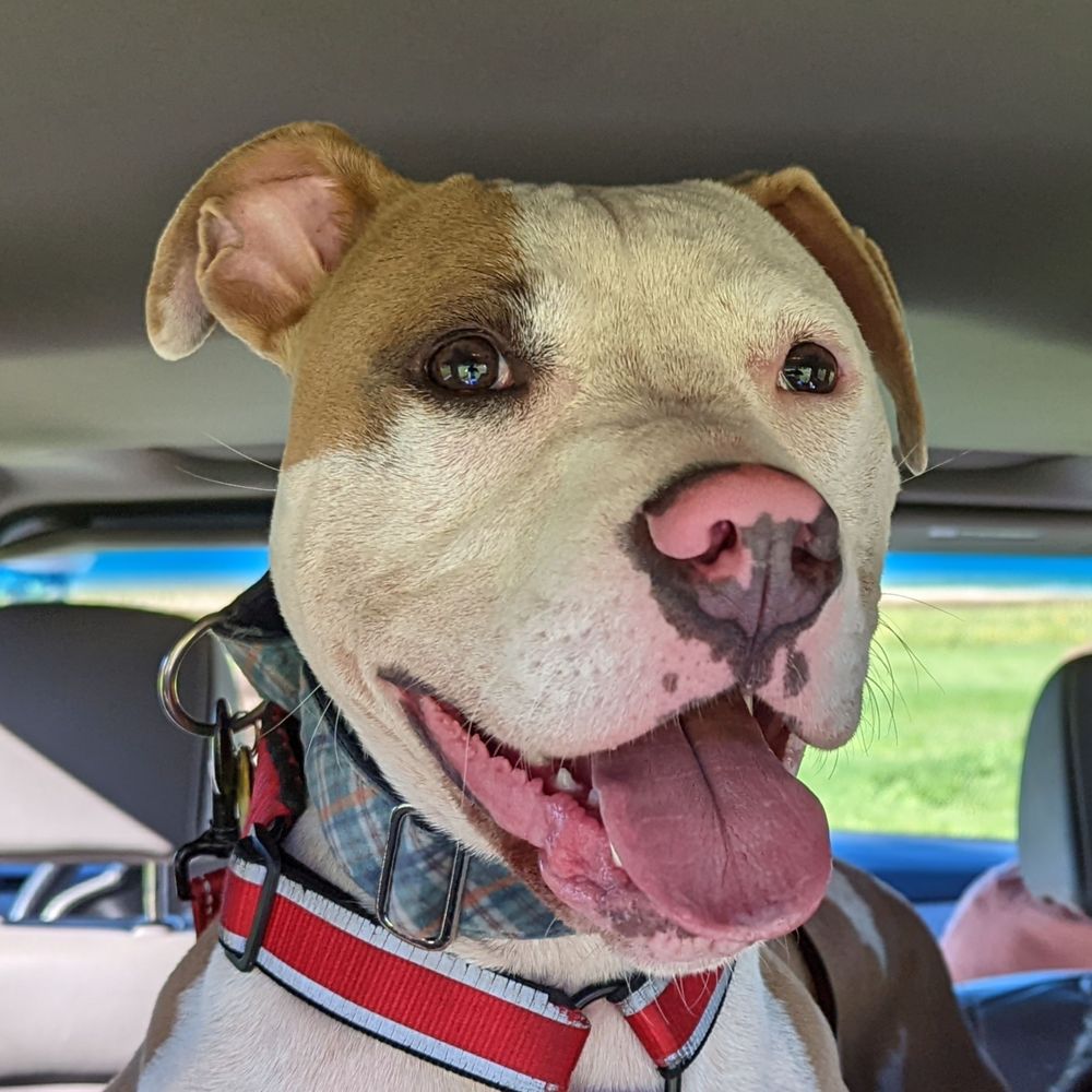 Teddy da Pitty