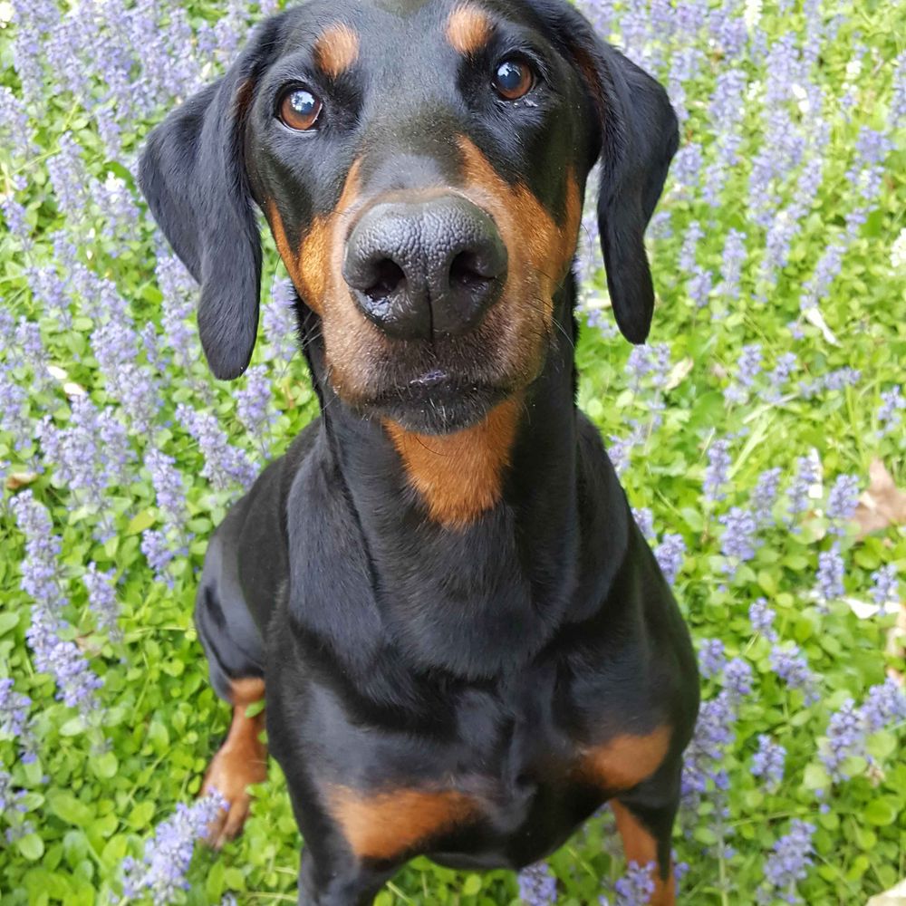 KD the Dobe