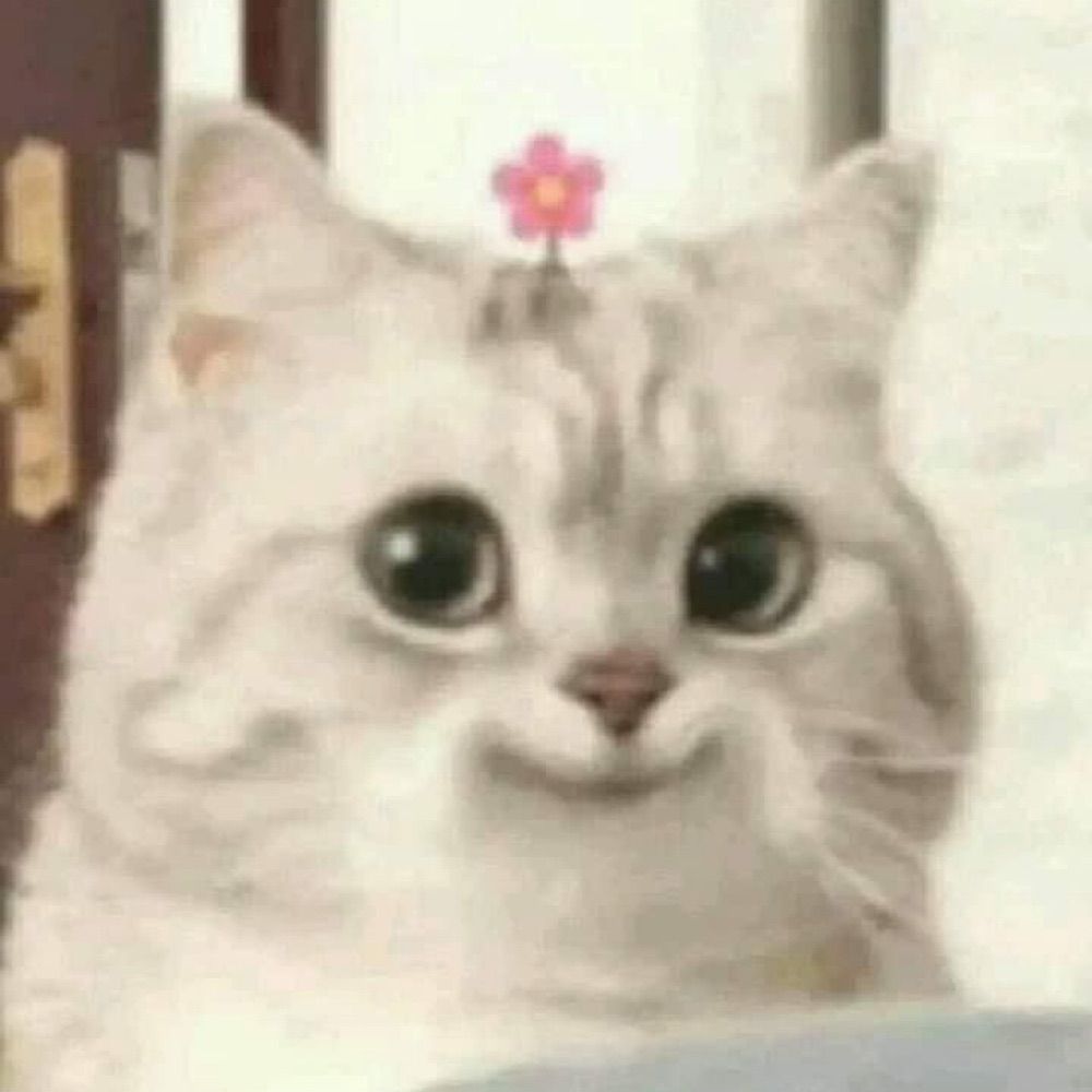 funny cat videos