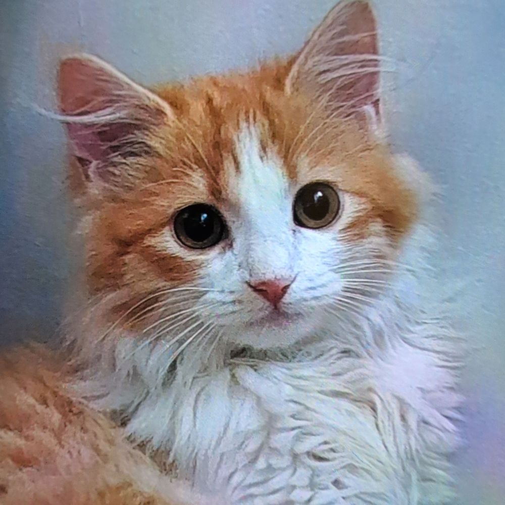 Simba