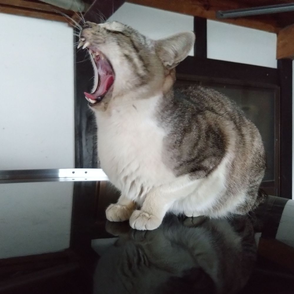 しばの