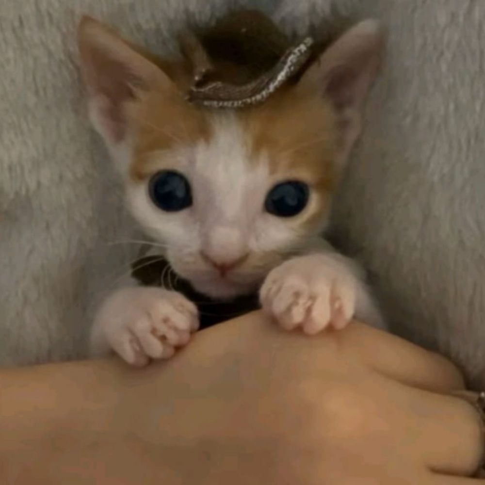 ⋆𝓝𝓪𝓷𝓪¡!˚