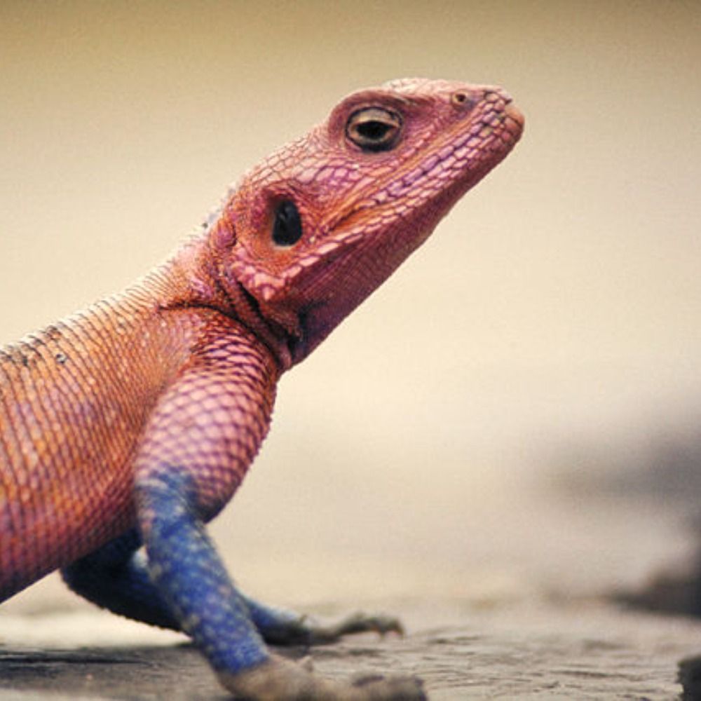 Seeing The Lizards