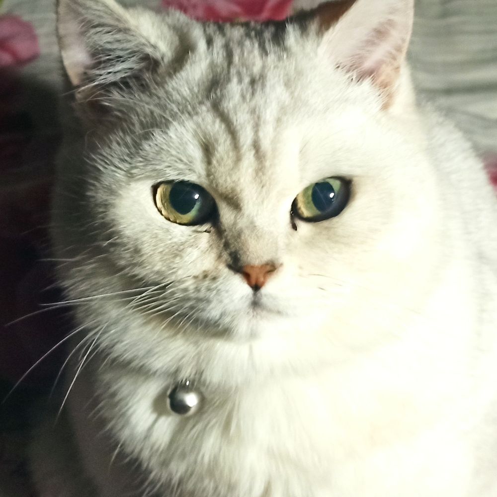 Sonja