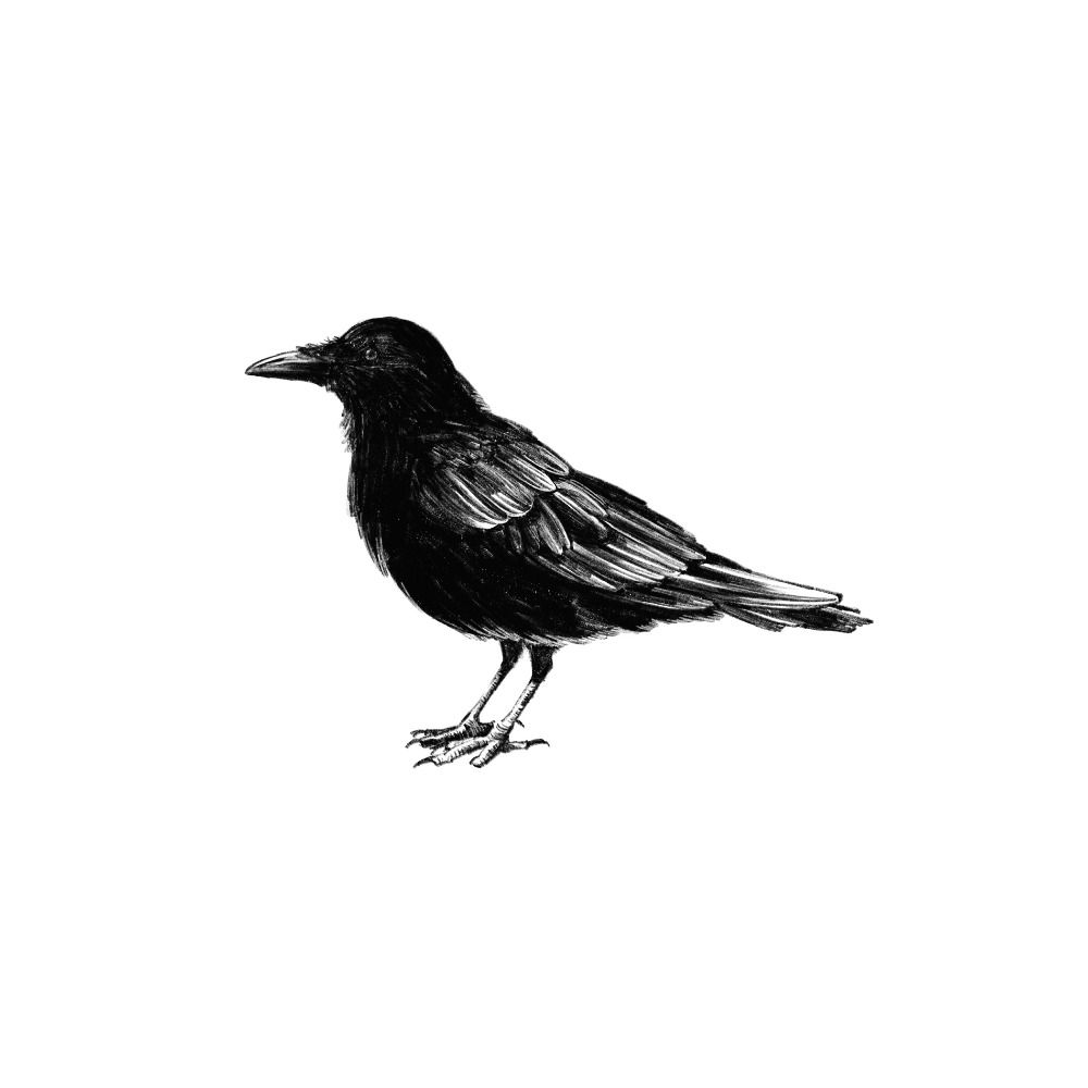 🐦‍⬛