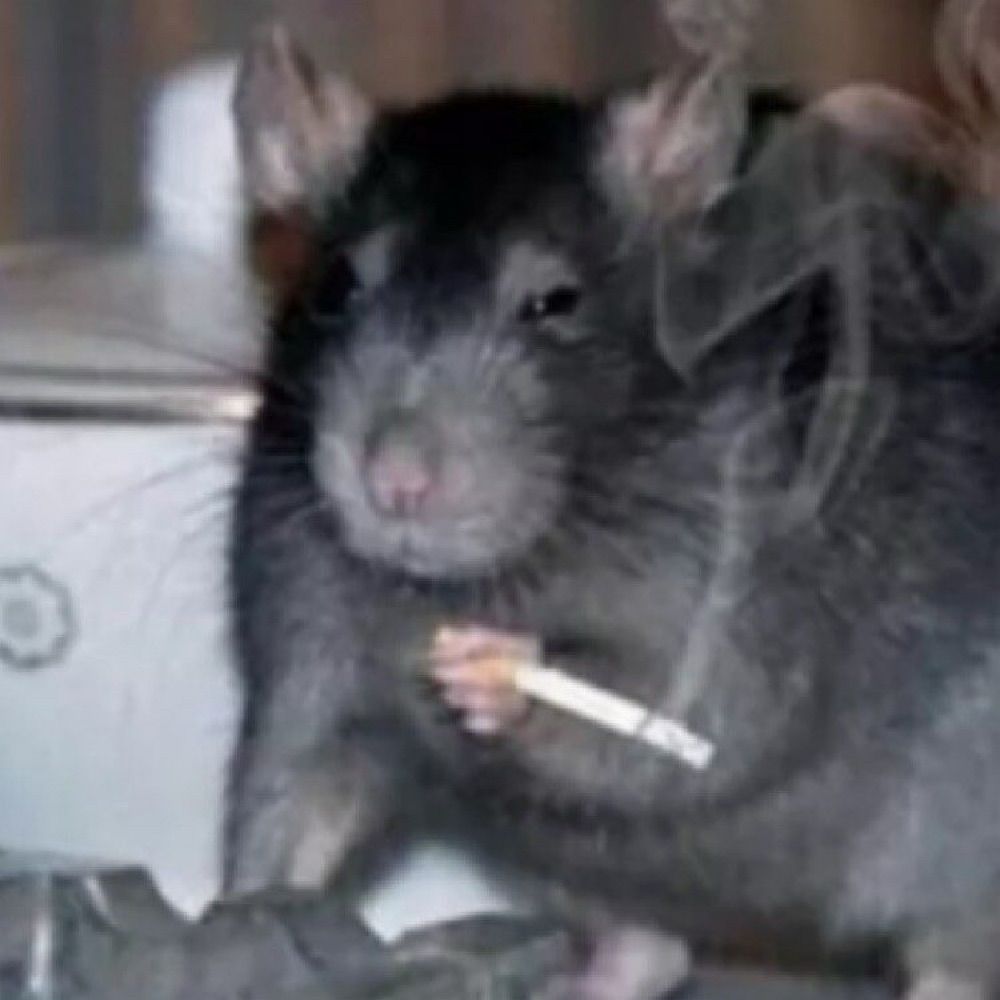 waitakeresupacity.bsky.social